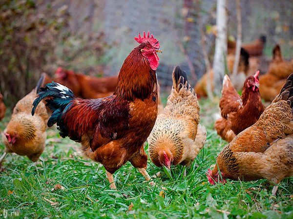 Породы куриц | ЗооТом - продажа, вязка и услуги для животных в Тихвине