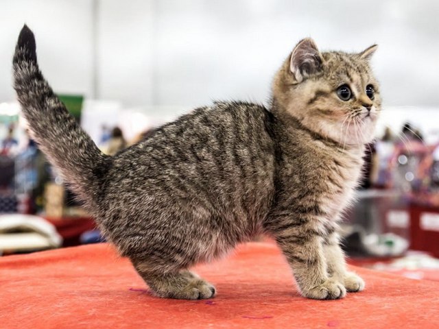 Породы кошек в Тихвине | ЗооТом портал о животных