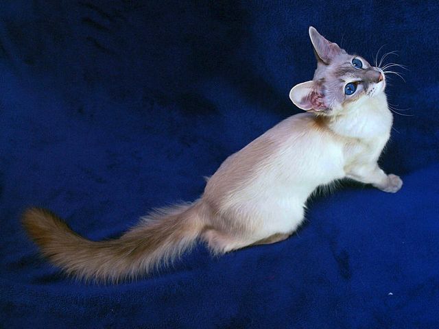 Выведенные породы кошек в Тихвине | ЗооТом портал о животных