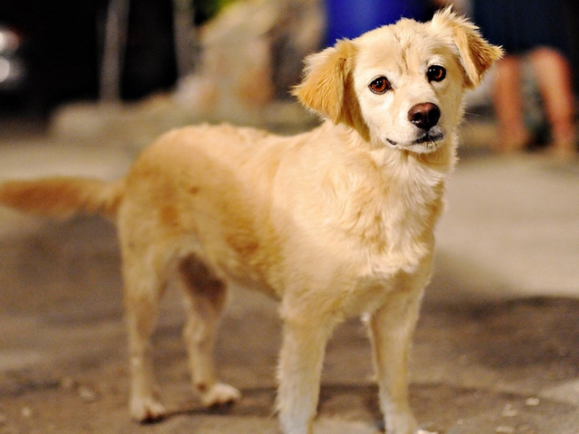 Породы собак в Тихвине | ЗооТом портал о животных