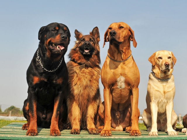 Крупные породы собак в Тихвине | ЗооТом портал о животных