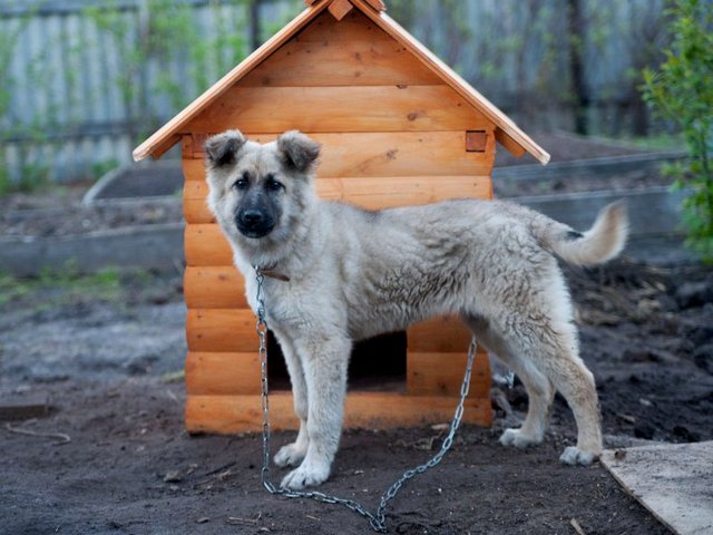 Все о собаках в Тихвине Все о собаках в Тихвине